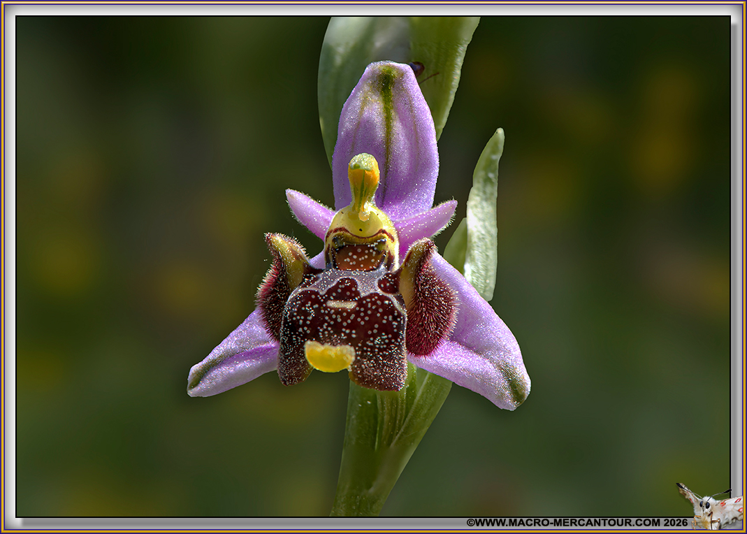 Ophrys B&eacute;casse